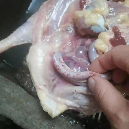 周日头条 一例蛋鸡白冠病的深度案例分析——血球蛋异常为警示信号