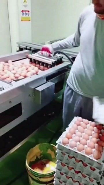 蛋厂神器 这鸡蛋竟然是这样放的，真是大开眼界——血球蛋揭秘